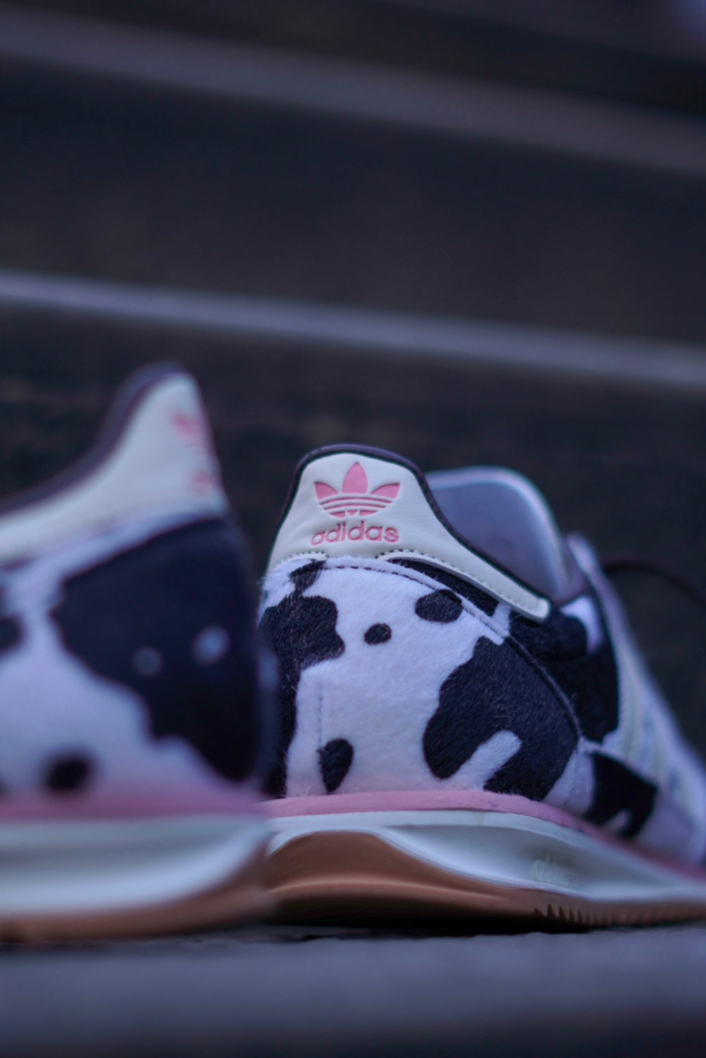 SL 72 Cow