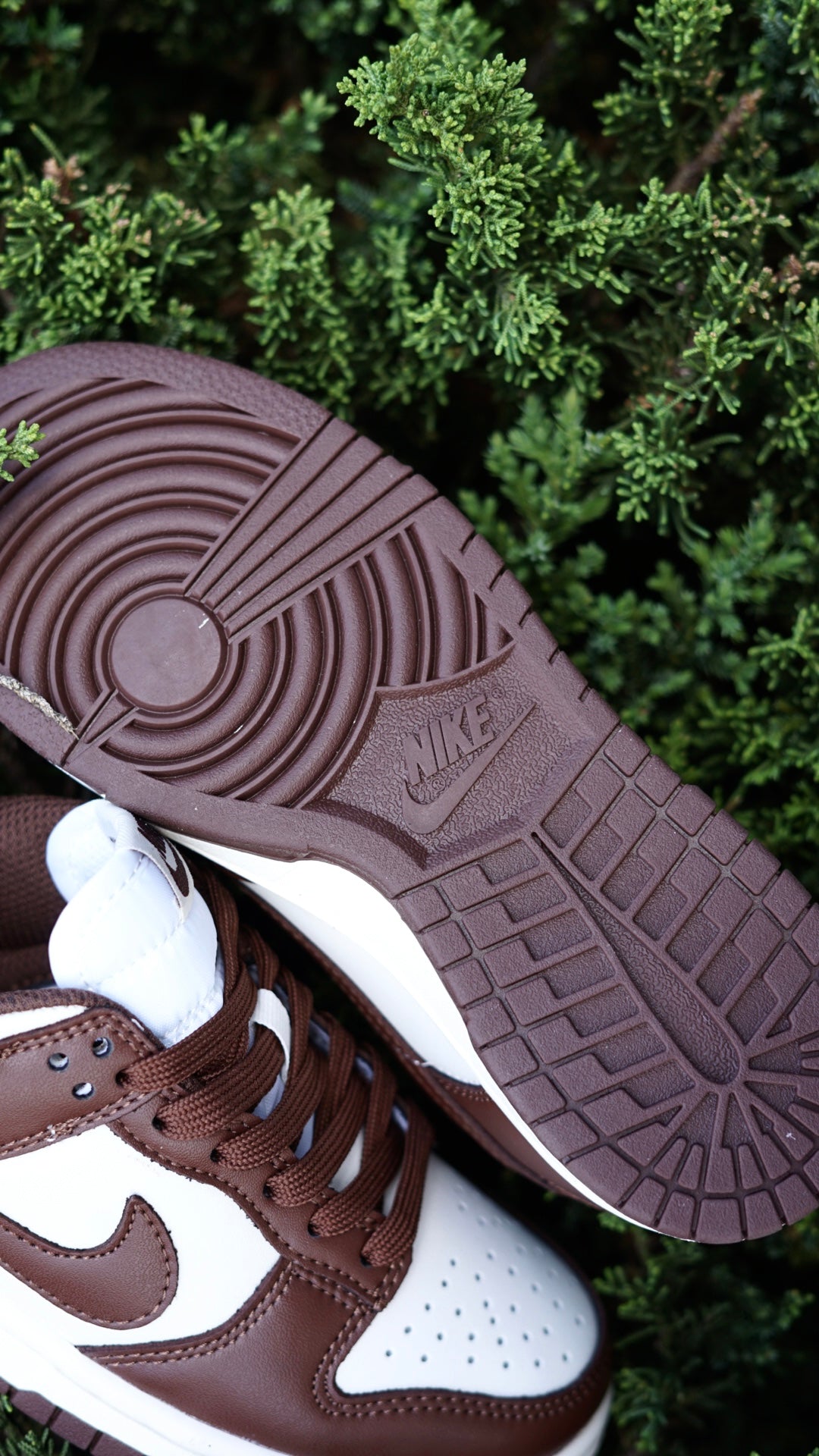 Nike sb dunk low cafe