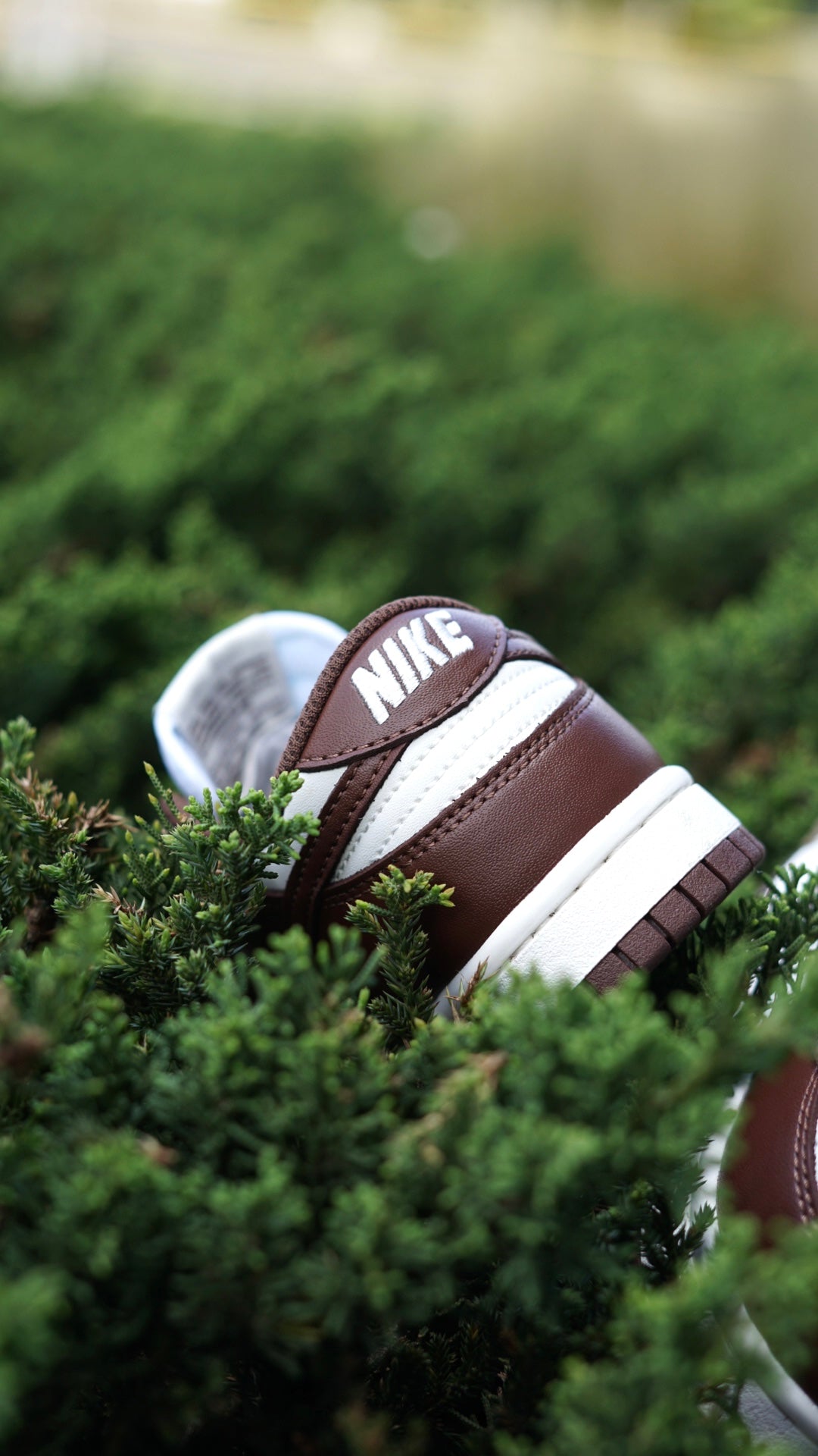 Nike sb dunk low cafe