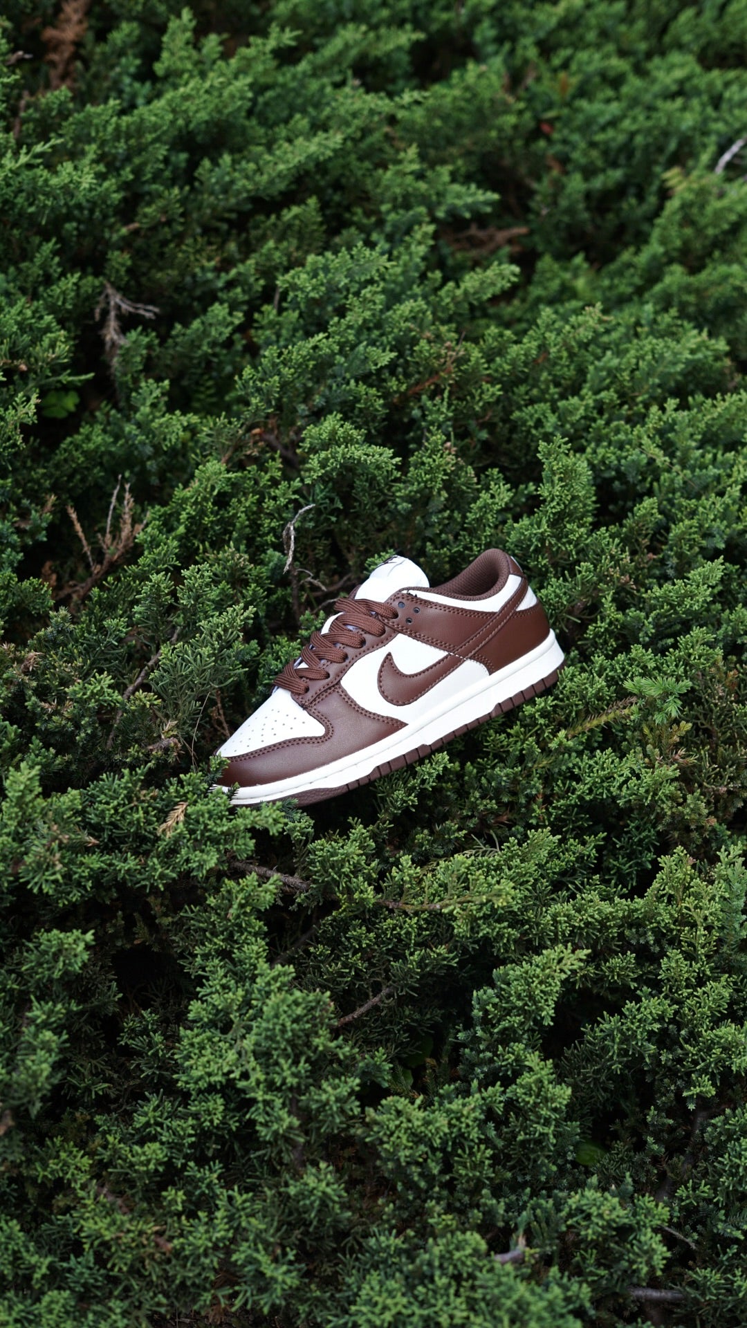 Nike sb dunk low cafe